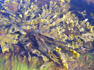 Bladderwrack