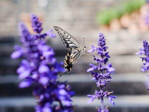 butterfly, lavenders, pollinate-5605870.jpg