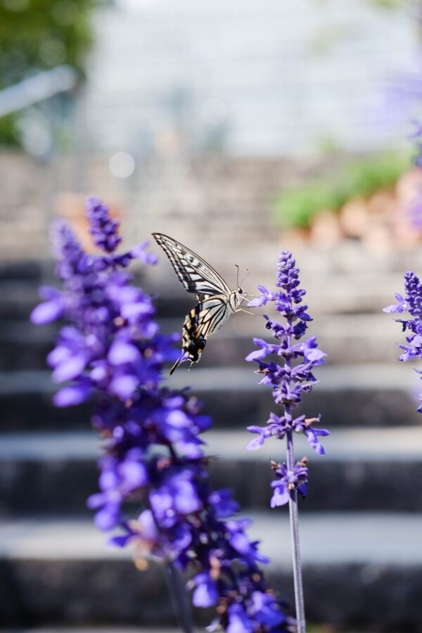 butterfly, lavenders, pollinate-5605870.jpg