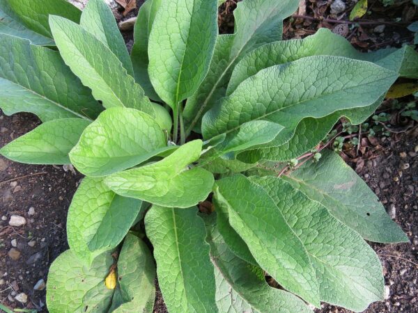 comfrey, herbs, medicinal herbs-207159.jpg