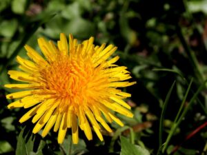 dandelion, yellow flower, flower-7138281.jpg