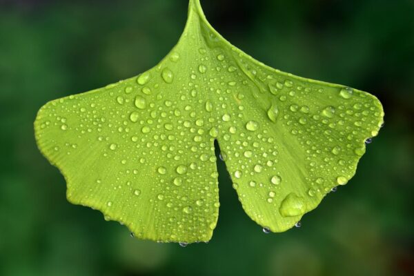 ginko, ginkgo biloba, dewdrop-3510673.jpg