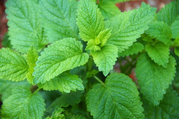 lemon balm, medicinal, herb-5218673.jpg