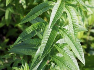 lemon verbena, herbs, plant-74350.jpg