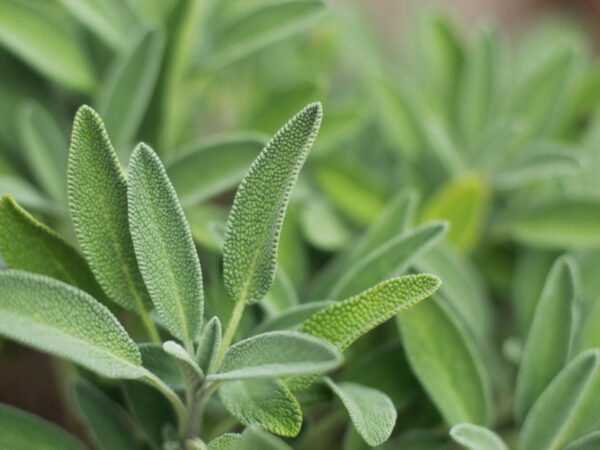 Sage
