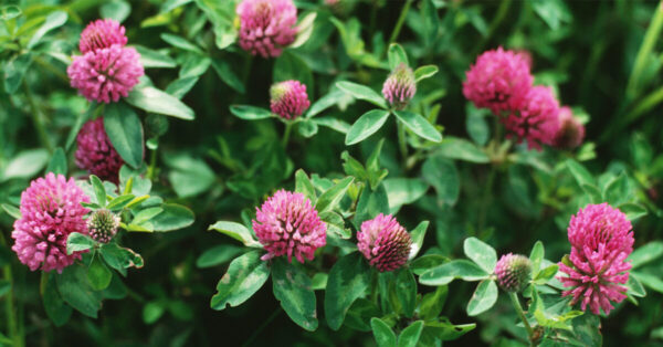Red Clover - Image 2