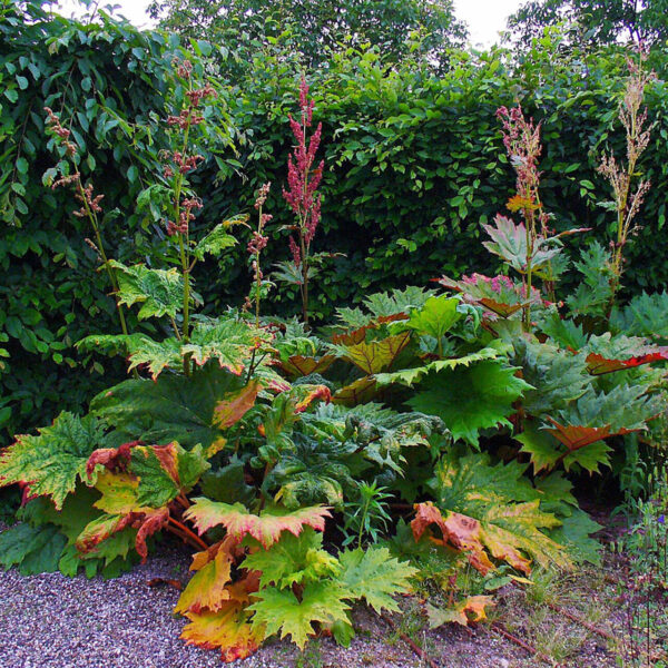 Rhubarb Root