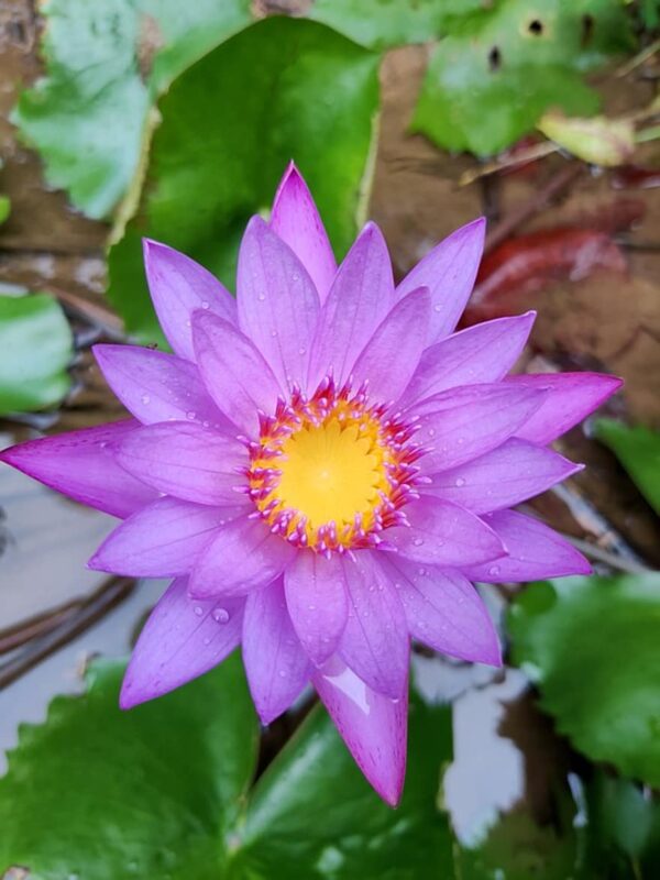 Sri Lankan Blue Lotus